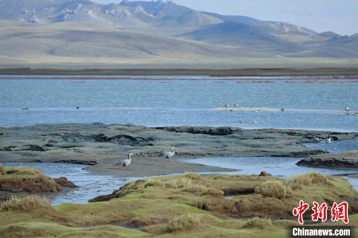 圖為斑頭雁在班德湖中覓食。　綠色江河 供圖