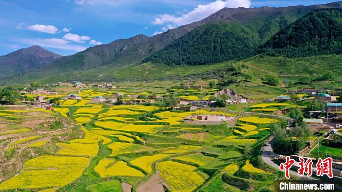 圖為加吾鄉(xiāng)的油菜花。　關(guān)卻才讓 攝