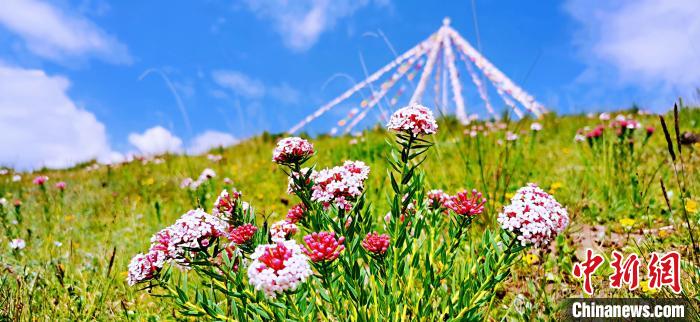 圖為草原一角?！?韓麗 　攝