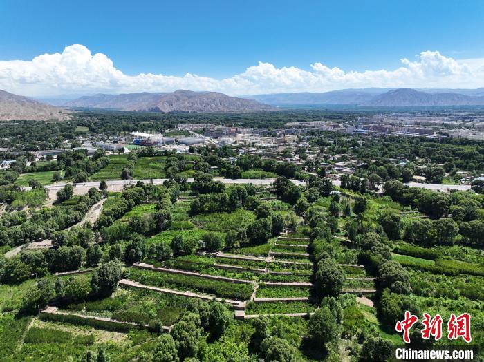 航拍貴德縣黃河岸畔綠意盎然?！●R銘言 攝