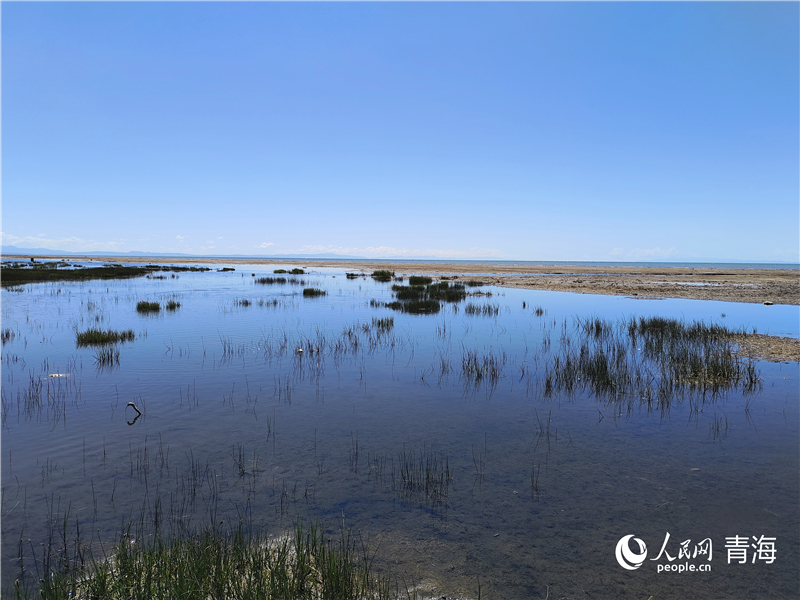   青海湖仙女灣。人民網(wǎng) 張莉萍攝