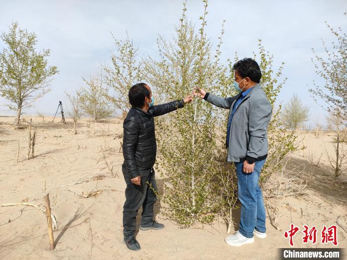 柴達(dá)木盆地的護(hù)林員：守護(hù)，只為那一片綠