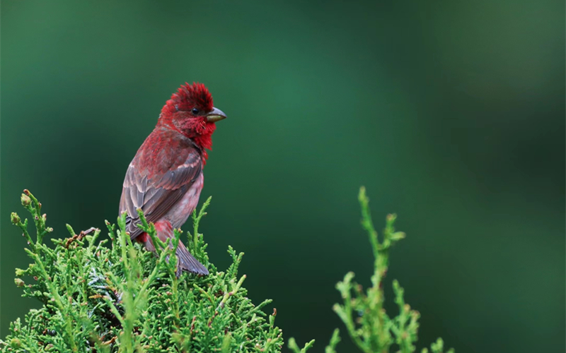 普通朱雀。江文江措攝