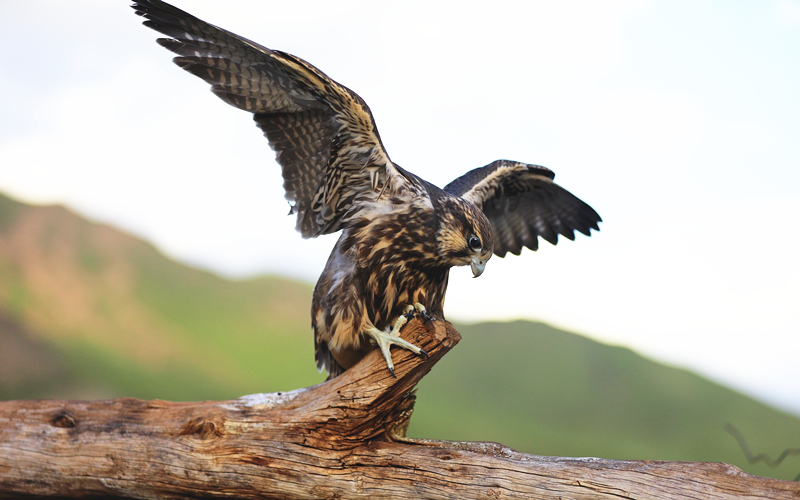 獵隼。江文江措攝