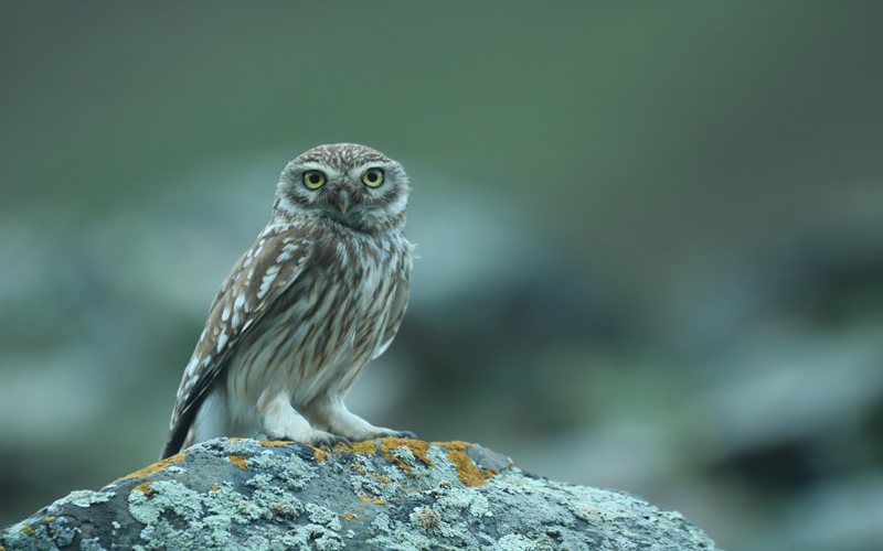 縱紋腹小鸮。江文江措攝