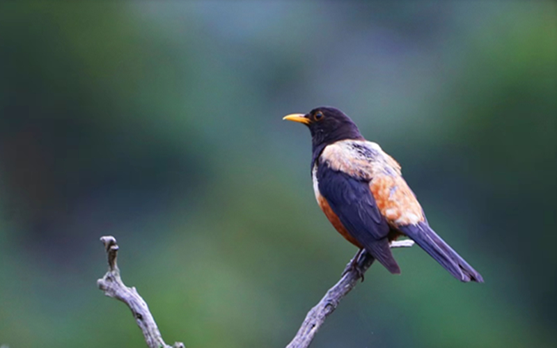 棕背黑頭鶇。江文江措攝