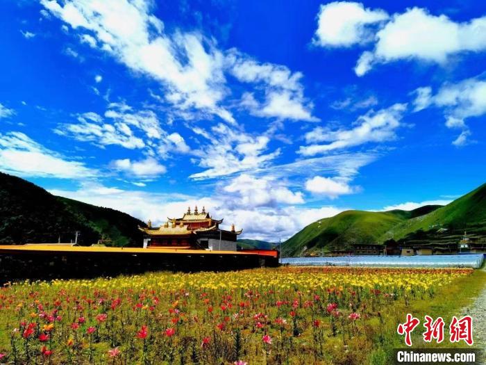 近百畝百合花競相開放，景色誘人。　壤塘縣委宣傳部供圖
