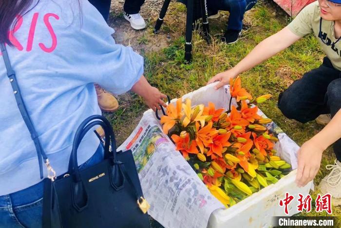 村民采摘百合花?！∪捞量h委宣傳部供圖