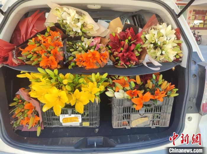 剛剛采摘下來的百合花。　壤塘縣委宣傳部供圖