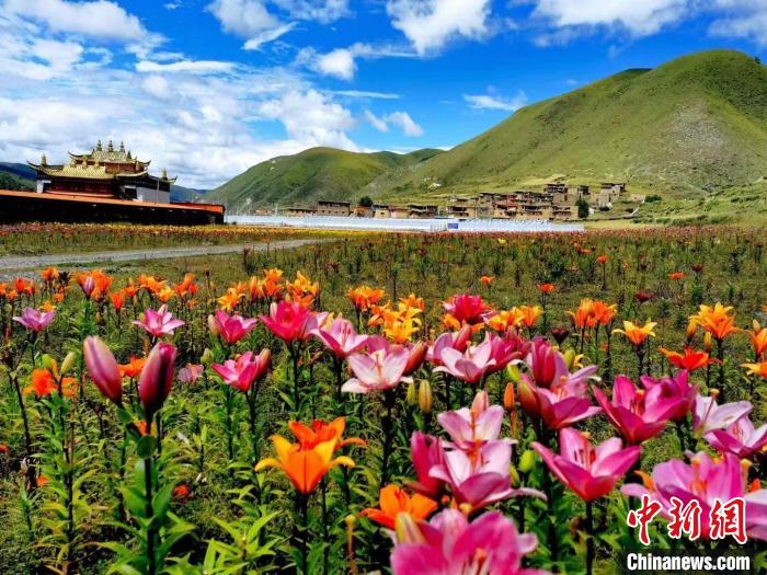 近百畝百合花競相開放，景色誘人?！∪捞量h委宣傳部供圖