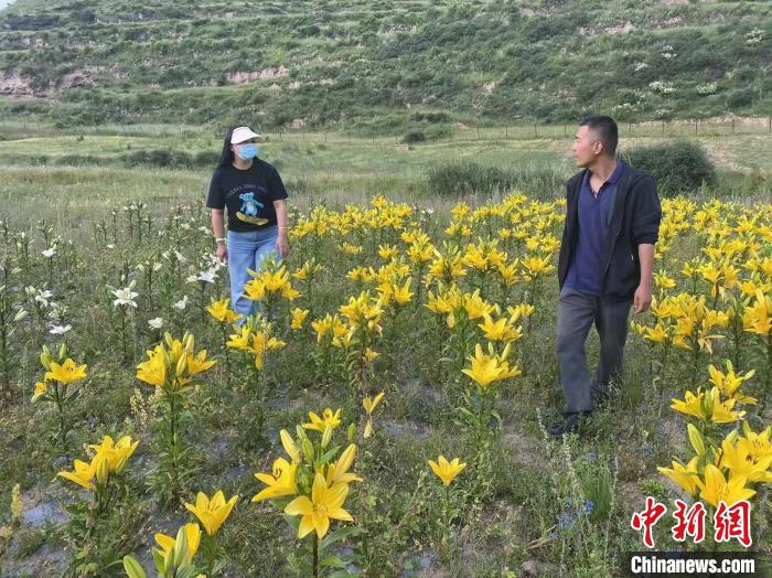 村民采摘百合花。　壤塘縣委宣傳部供圖