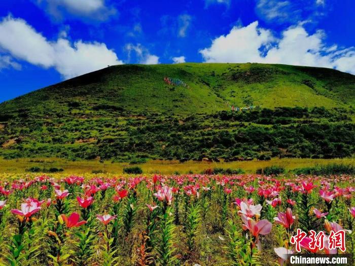 近百畝百合花競相開放，景色誘人?！∪捞量h委宣傳部供圖