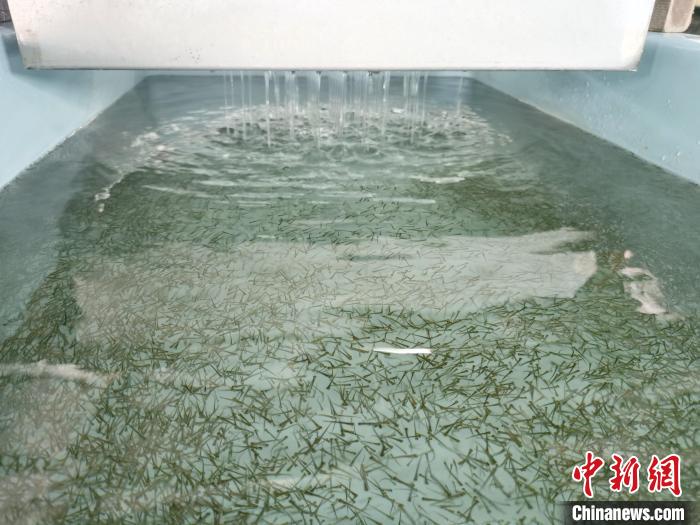 圖為正在育苗。　張?zhí)砀?攝