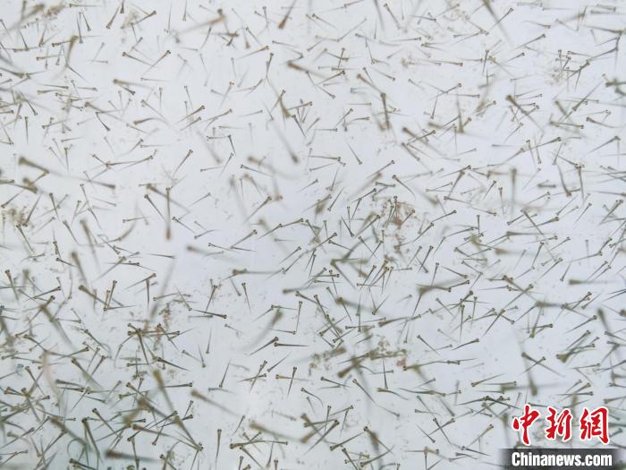 圖為魚苗?！?zhí)砀?攝