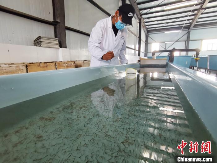 圖為工作人員檢查魚苗。　張?zhí)砀?攝