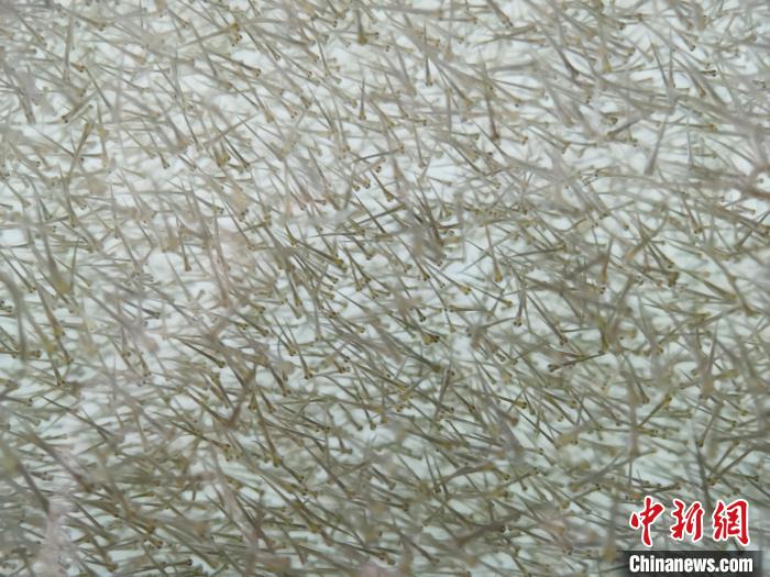 圖為密集分布的魚苗?！?zhí)砀?攝