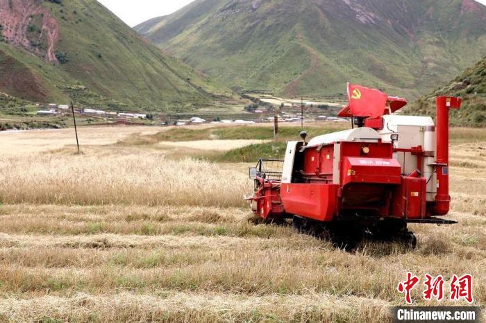 圖為秋收現(xiàn)場?！∮駱渲菸麄鞑抗﹫D