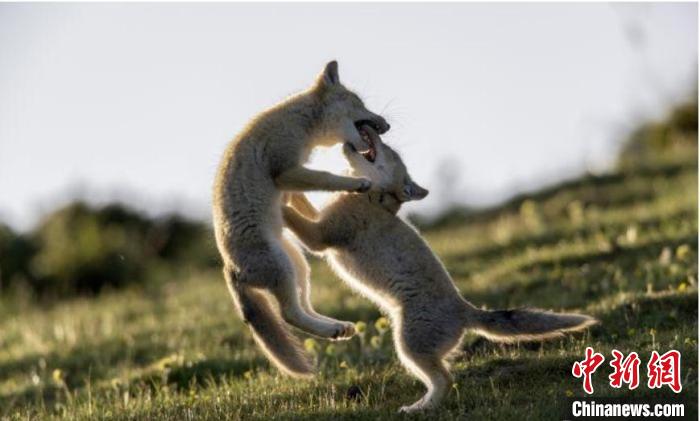 圖為郝進(jìn)芳的作品《難分勝負(fù)》。　青海省祁連山自然保護(hù)協(xié)會(huì)供圖