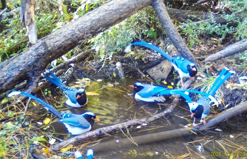 紅嘴藍(lán)鵲。涼山州委宣傳部供圖
