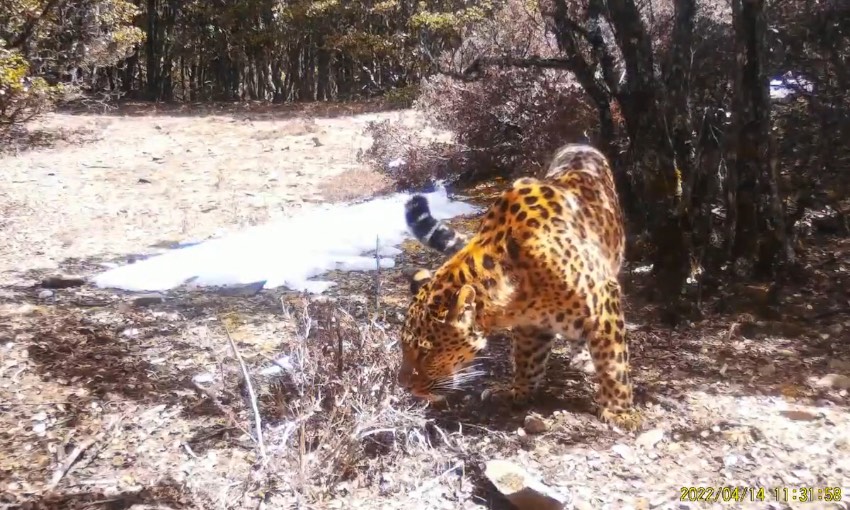 金錢豹。涼山州委宣傳部供圖