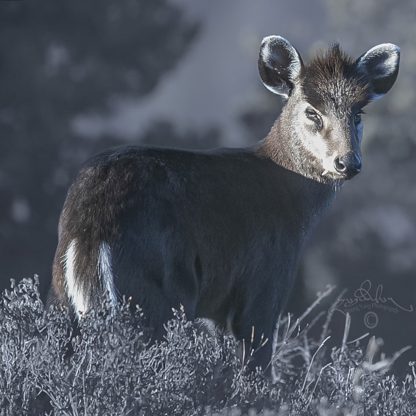 毛冠鹿。涼山州委宣傳部供圖