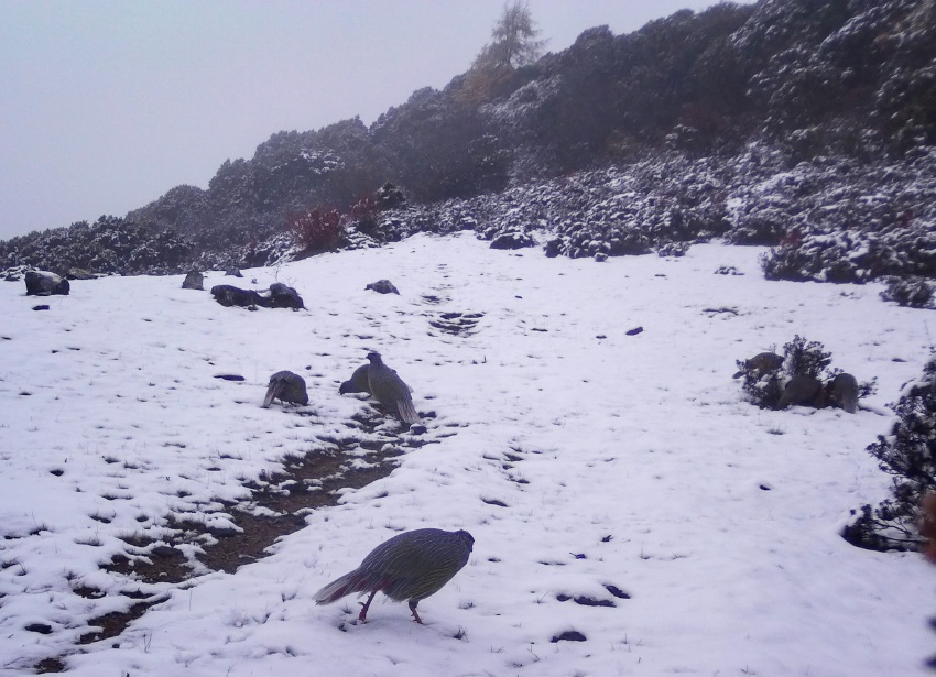 血雉。涼山州委宣傳部供圖