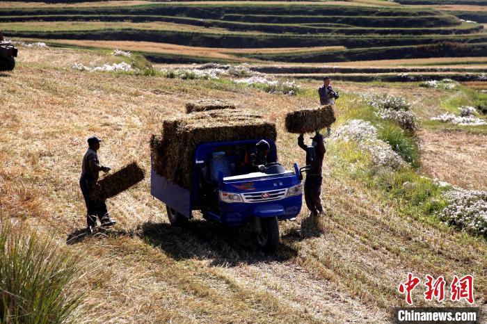 圖為飼草晾曬、打捆?！●R芝芬 攝