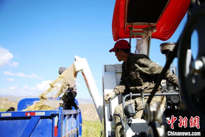 圖為飼草收割。　馬芝芬 攝