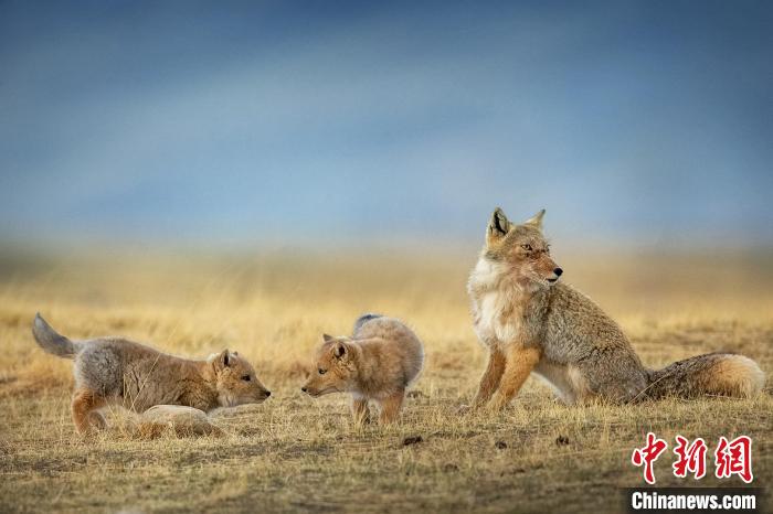 圖為焦生福的作品《居安思?！??！∏嗪Ｊ∑钸B山自然保護協(xié)會供圖