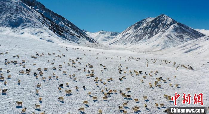 圖為羊群在雪地里覓食?！《继m縣融媒體中心供圖