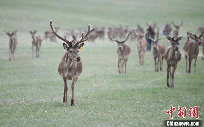 2022年夏日時節(jié)，甘肅張掖市肅南縣祁連山下的馬鹿養(yǎng)殖基地。(資料圖) 楊艷敏 攝