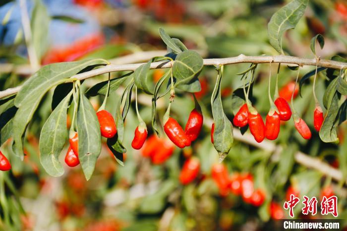 圖為柴達(dá)木盆地有機(jī)枸杞?！O睿 攝