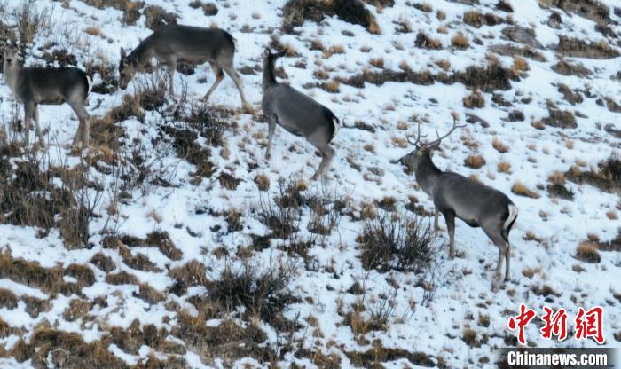 圖為巖羊和馬鹿集體覓食。　都蘭縣融媒體中心 供圖