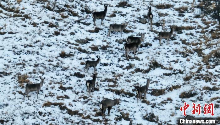 圖為巖羊和馬鹿集體覓食?！《继m縣融媒體中心 供圖
