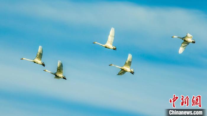 圖為天鵝在空中飛翔?！『螁⒔?攝