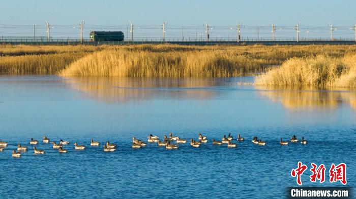 圖為多種野生鳥類在湖中游蕩。　何啟金 攝