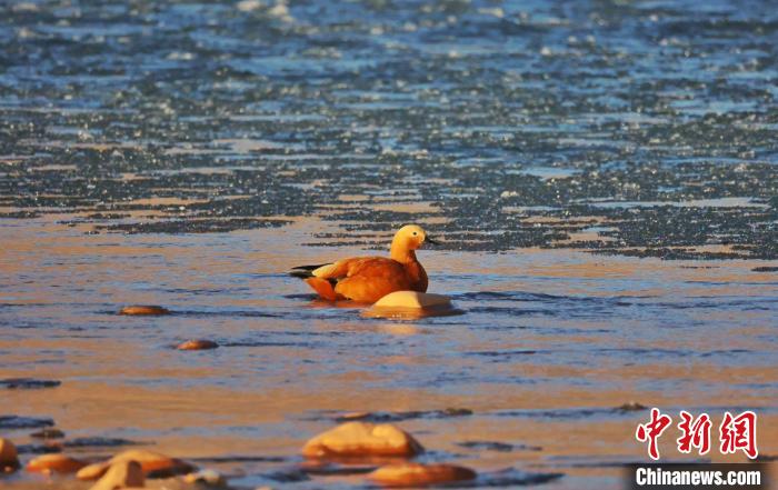 圖為赤麻鴨自在游曳?！“兹斩〔冀?攝