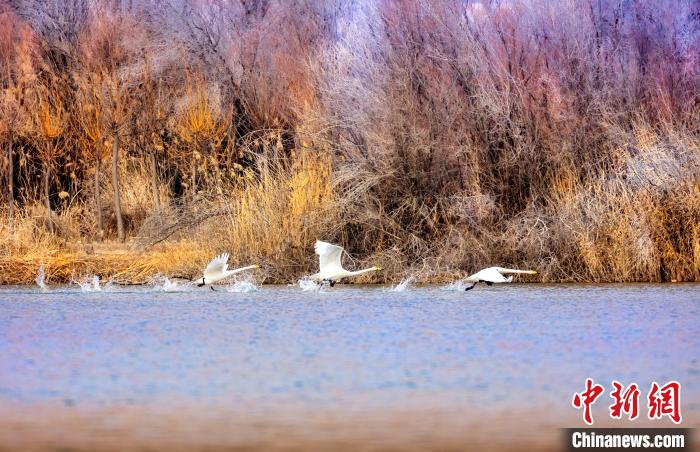 圖為起舞的天鵝與碧波蕩漾的湖面相映成趣?！『?jiǎn)約 攝