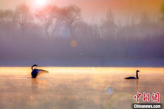 圖為天鵝在湖面嬉戲?！◇泱憔?攝