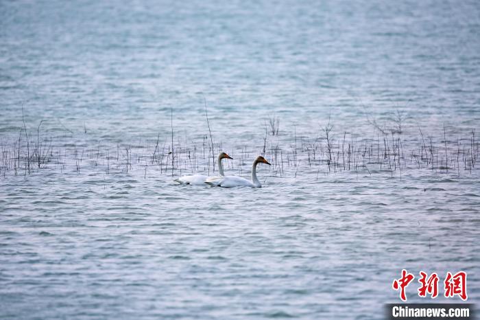 圖為天鵝在湖面嬉戲?！◇泱憔?攝