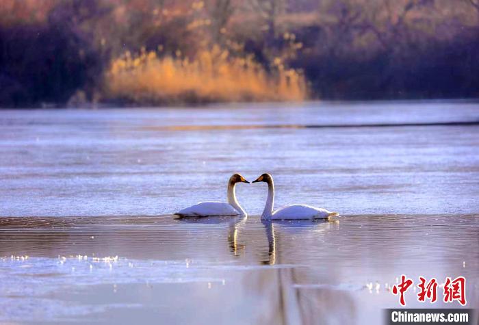 圖為天鵝在湖面嬉戲?！◇泱憔?攝