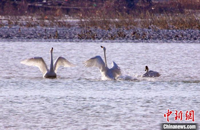 圖為黃河岸畔貴德縣迎來天鵝“做客”?！◇泱憔?攝