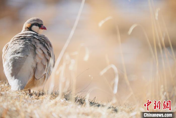 圖為都蘭縣境內(nèi)的鳥類?！±?攝