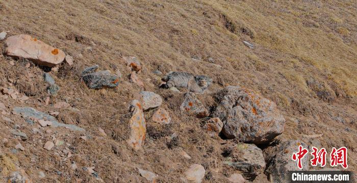 圖為兔猻?！±?攝