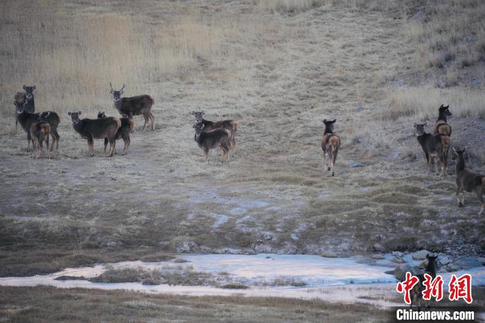 圖為都蘭縣境內(nèi)的野生動(dòng)物。　拉毛杰 攝