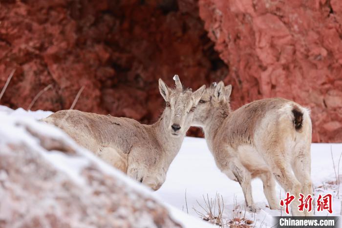圖為在雪中悠然自得的巖羊?！“兹斩〔冀?攝
