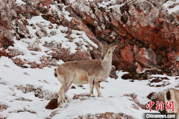 圖為在雪中悠然自得的巖羊?！“兹斩〔冀?攝
