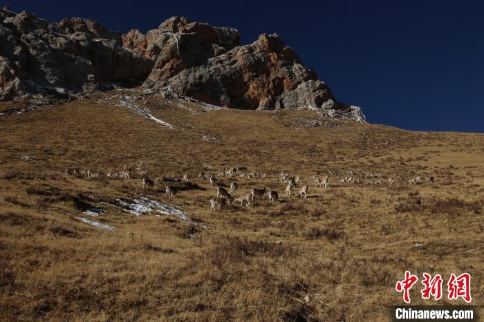 圖為巖羊群。　白日丁布江才 攝