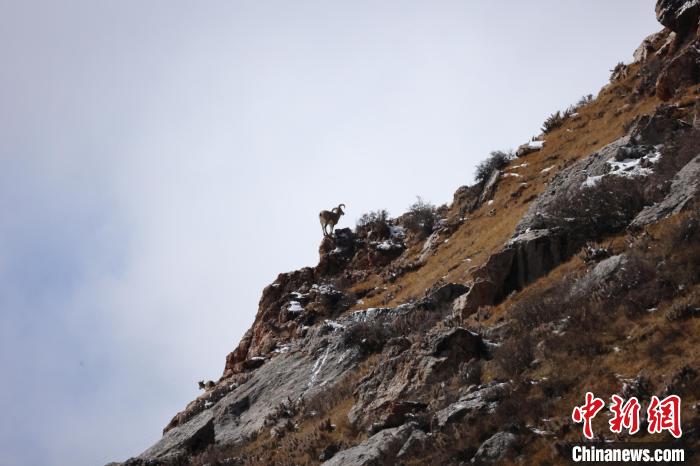 圖為在山崖上站立的巖羊?！“兹斩〔冀?攝