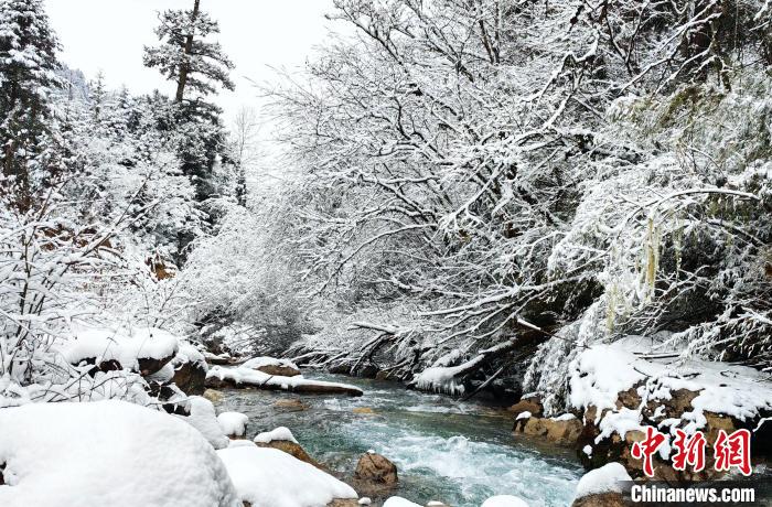 大熊貓國家公園王朗片區(qū)春雪如畫，宛若仙境?！×_春平 攝